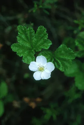 Cloudberry - <i>Rubus chamaemorus</i>