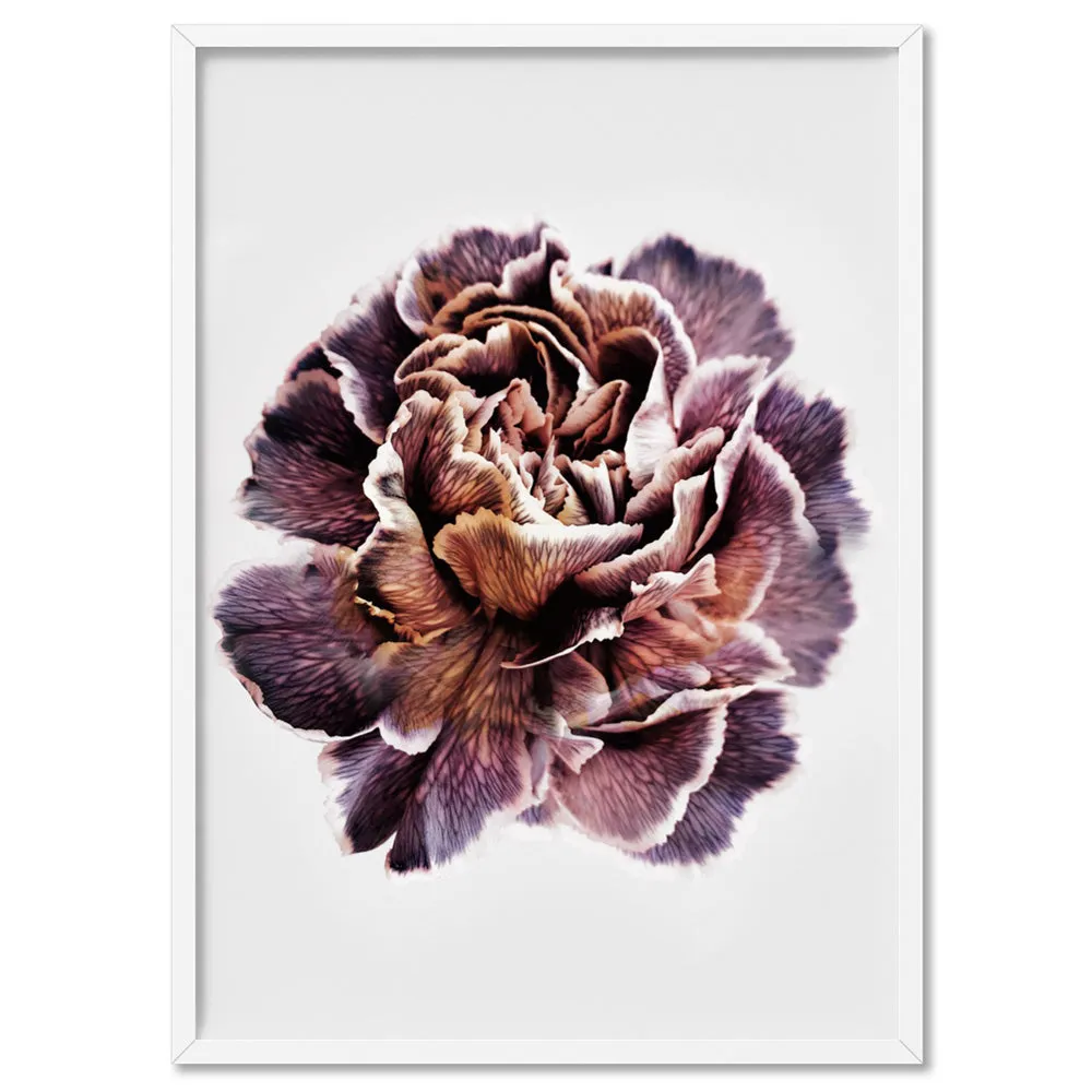 Floral Pose, Close up detail of Flower - Art Print