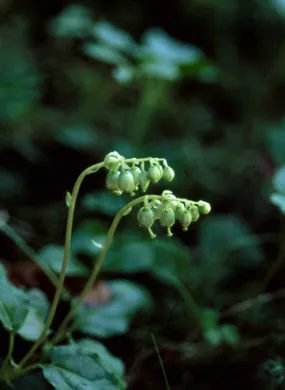 One-Sided Wintergreen - <i>Pyrola secunda</i>