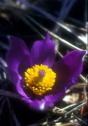 Pasque Flower - <i>Pulsatilla patens</i>