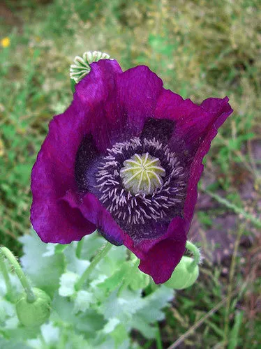 Purple Poppy - <i>Papaver somniferum</i>