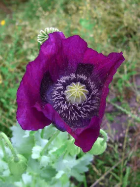 Purple Poppy - <i>Papaver somniferum</i>